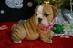 Bulldog inglés cachorros para adopción