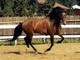 Caballo andaluz lindo caballo para su adopción - Foto 1