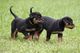 Cachorros sanos Super Rottweiler macho y hembra - Foto 1