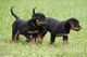 Cachorros sanos super rottweiler macho y hembra