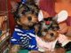 Cachorros Yorkshire Terrier - Foto 1