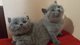 Camada de gatitos british shorthair gratis