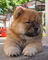 Chow Chow cachorros para la venta - Foto 1