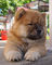 Chow chow cachorros para la venta