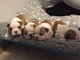 English bulldog puppies