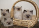 Gatitos himalayan muy lindos!