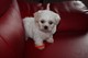 Gratis 2 Little Bichon Frise Boys Ready Now para adopción - Foto 1