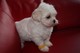 Gratis Adorable Bichon Frise para la adopción - Foto 1