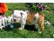 Gratis adorable bulldog inglés cachorros