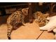 Gratis adorable f1 savannah gatitos