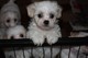 Gratis adorable pedigree bichon frise disponible para adopción