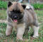 Gratis akita perritos disponible