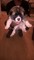 Gratis Amercia Akita grueso chica cachorro para adopción - Foto 1