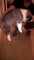 Gratis Amercia Akita grueso chica cachorro para adopción - Foto 2