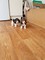Gratis bagle hound puppies (2 boys left) para su adopción
