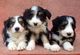 Gratis barbudo collie cachorros listo