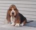 Gratis beagle perrito disponible - Foto 1