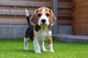 Gratis beagle perritos disponible