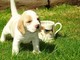Gratis beagle registrado cachorros