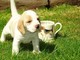 Gratis beagle registrado cachorros