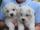 Gratis bichon frise cachorros disponible