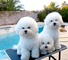 Gratis bichon perritos disponible