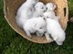 Gratis blancos pastor suizo cachorros