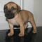 Gratis boerboel perritos disponible