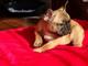 Gratis Bonitos bulldog frances cachorros - Foto 1