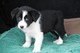 Gratis border collie cachorros disponible !