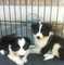 Gratis border collie perritos