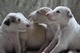 Gratis borzoi perritos