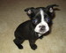 Gratis boston terrier cachorros disponible