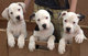 Gratis bulldog americano cachorros listo