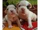 Gratis Bulldog frances cachorros - Foto 1