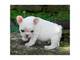 Gratis bulldog frances perritos