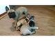 Gratis Bulldog francés registrados cachorros - Foto 1
