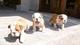 Gratis Bulldog Ingles cachorros - Foto 1