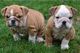 Gratis bulldog ingles - cachorros disponbile