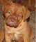 Gratis bullmastiff perritos perritos