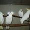 Gratis Cacatúa paraguas, cockatoo, loro - Foto 1