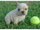 Gratis cachorro bulldog frances macho y hembras