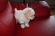 Gratis Cachorros Bichon Frise para adopción - Foto 1