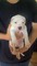 Gratis Cachorros Bulldog Kc para adopción - Foto 1