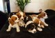Gratis cachorros caballeros del perro de aguas de rey charles