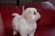 Gratis Cachorros excelentes de la línea Kc Reg Bichon Frise para - Foto 1