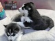 Gratis cachorros husky siberiano