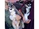 Gratis cachorros macho y hembra siberian husky