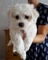 Gratis Cachorros malteses / bichon - Foto 1