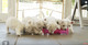 Gratis cachorros oeste terrier terrier disponibles